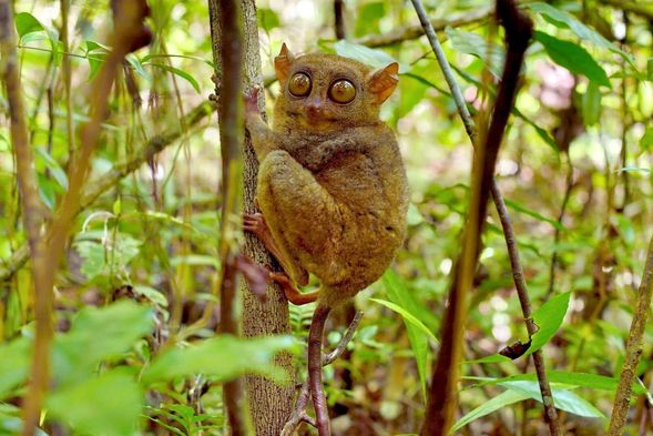 ✅Tarsier