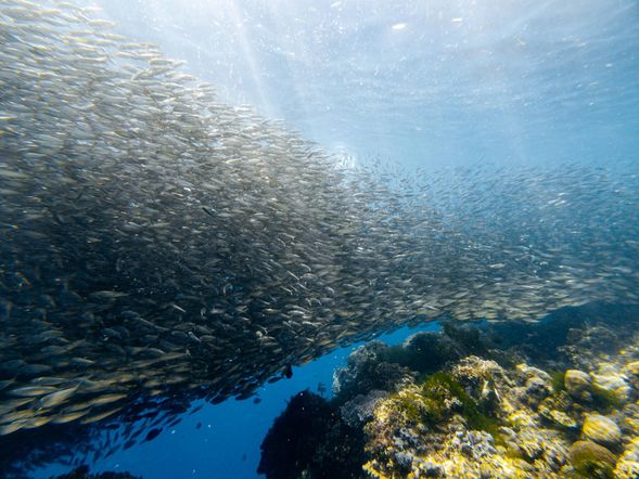 📍Napaling Sardine Run Snorkeling