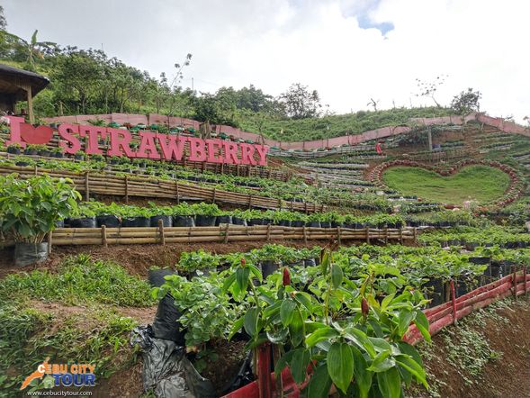 Must Visit Itinerary Strawberry de Cantipla Ecofarm