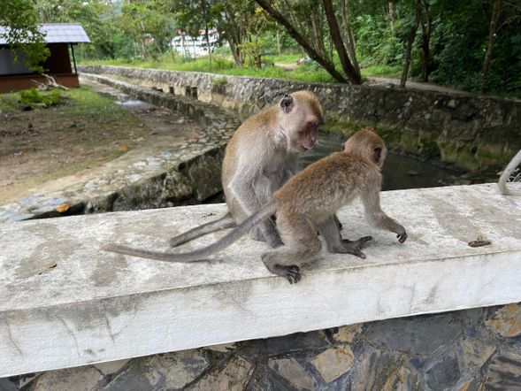 📍Macaque Monkey-Viewing in Hagdan, Oslob