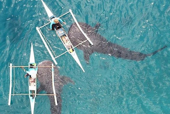 Experience to swim with the gentle gaints of the oceans which is the whalesharks.