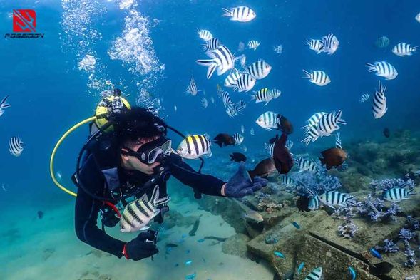 一路上會遇到魚兒大軍