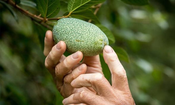 愛玉DIY ▸ 藤枝馬里山咖啡
體驗手洗野生愛玉的樂趣,從山林中取材,親手製作一碗清涼Q彈的愛玉凍,品味純粹的天然美味。