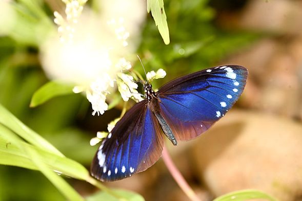 茂林蝶蹤 ▸ 生態公園 / 賞蝶步道
走進紫色童話世界,在專業導覽中了解紫斑蝶生態,還能親手參與蝴蝶標放,見證生命的美麗與自由!