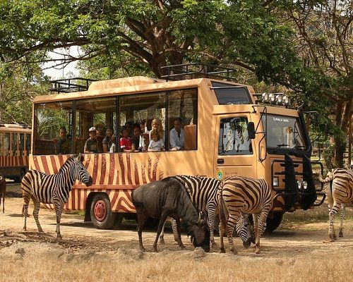 Bali Safari Journey
09.00 - Pick Up At Lobby Hotel
10.00 - Jungle hopper
17.00 - Back to Hotel