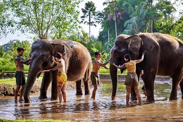 09.00 - Pick Up Hotel
10.00 - Start to activity with elephan
13.00 Lunch
14.00 Back to Hotel