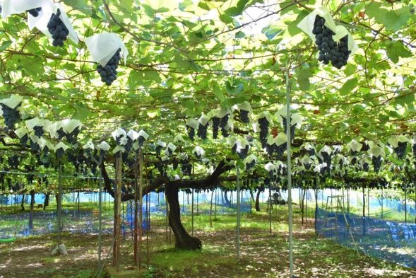 高畠酒莊 (參觀)
高畠町身為山形縣南部的農業重鎮,除了水稻,也以種植葡萄和洋梨聞名。高畠葡萄酒廠使用當地農民精心栽培的Chardonnay和Delaware葡萄,並採用有機農法種植。
該酒廠的葡萄自1990年成立以來,在全山形縣產量排名第四,其中Chardonnay品種的白葡萄更是山形的第一名。在日本全國超過300個酒莊中, 由日本酒莊評比(JAPAN WINERY AWARD)中被評為五星酒莊,在葡萄酒界享有很高的聲譽。參觀酒廠可以了解葡萄酒的製作過程。