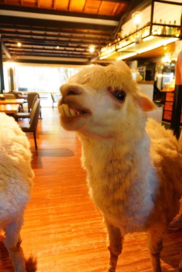 【アルパカカフェプランのお客様のみ】大衛小小羊(約1時間30分)