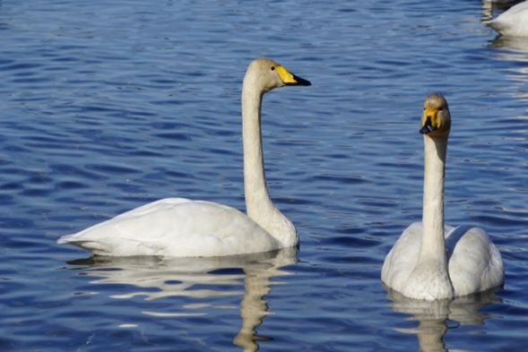 日本第四大湖 (天鏡湖 見學)
天鏡湖位於福島縣的中央,擁有55.3公里的周長,是日本第四大的湖泊。它以寧靜的湖面反射著陽光,如幻般閃爍著,因此被稱為"天鏡湖",是福島的象徵。在冬天,有機會欣賞到野生的白天鵝飛舞和"飛濺冰"。"飛濺冰"是指湖水被強風吹到樹木上並凝結而成的自然造形之美,這在日本是一個難得一見的景觀,吸引了許多遊客前來欣賞。