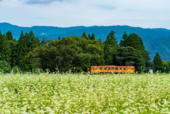 山形鐵道花長井線・荒砥方向--荒砥車站
長井線是山形縣南部的地方鐵道,全長約30.5公里。車窗外有整齊水田與連綿群山,構成讓人陶醉的田園風光。沿線的賞花名所更為這條鐵道增添魅力,從千年古櫻、菖蒲到大麗菊、百合等各種花卉,四季輪轉,各具風姿,吸引了大量花卉愛好者。尤其是長井站至荒砥站區間,民宅稀少有著極佳的自然景色。
