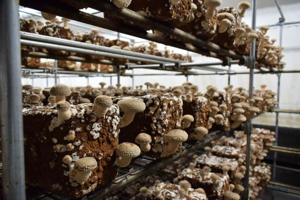 小國町 白森林菇菇之家 (採菇體驗 )
當市面上香菇多採菌床栽培,但在山形縣,許多地區依然保留傳統的原木栽培方式,選用山中伐採的水楢或小楢橡木來栽培香菇。這種栽培方式能培養香菇的濃郁香氣與豐富味道,和彈性十足、厚實的肉質。白森林蘑菇之家理事長渡邊先生對菇類充滿熱情,並設計了這款菇類栽培套件,讓人能夠輕鬆在家進行栽培。農場內當然也是使用日本國產廣葉樹木屑為培養床,提供安全又可靠的養菇採摘。