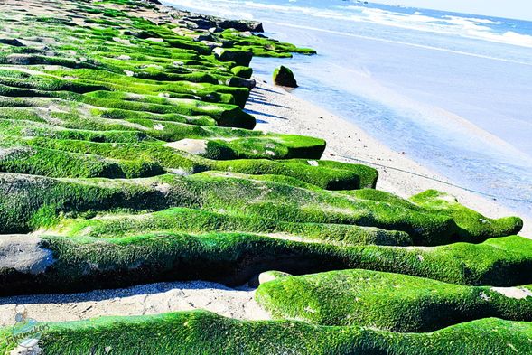 季節限定の緑の岩、老梅緑石槽 (滞在約45分)
海藻に覆われた緑色の岩場が広がる幻想的な景観。春限定で見られる北海岸の自然美です。
※自然現象のため、当日の状況により見え方が異なる場合があります。