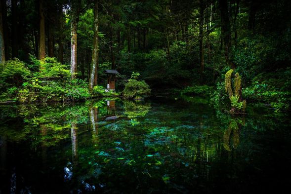 池山水源
是環境省選定的名水百選之一。周圍被樹齡超過200年的古樹所環繞,雄偉的景色是其最大的魅力。
水溫全年維持在13.5°C,每分鐘有30噸的豐富湧水量,湧水地不斷地湧出轟轟的水流。