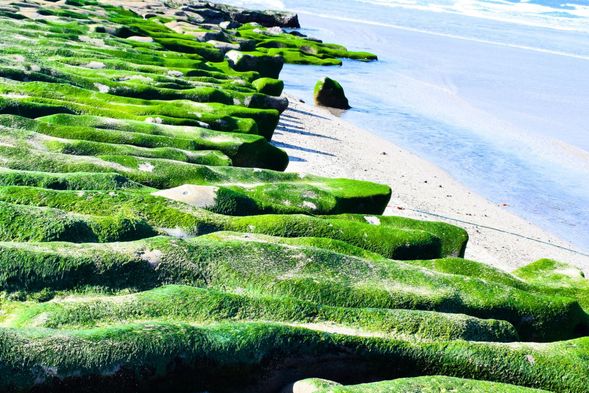 季節限定の緑の岩、老梅緑石槽 (滞在約60分)
海藻に覆われた緑色の岩場が広がる幻想的な景観。春限定で見られる北海岸の自然美です。
※自然現象のため、当日の状況により見え方が異なる場合があります。