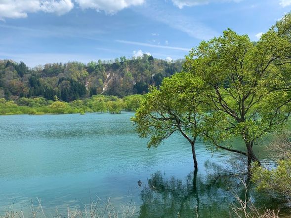 水沒林(參觀)
位於山形縣飯豐町的白川湖的「水没林」現象,是當春初冰雪溶解注入湖內,使得水位上升時,樹枝會從水面上冒出,形成一幅如同樹木生長於湖面上的神秘景象。這一美麗景觀只會出現在每年3月下旬至5月中旬的約兩個月期間,是尚未被台灣民眾熟知的秘境景點,是正受日本民眾歡迎的觀光場所。
