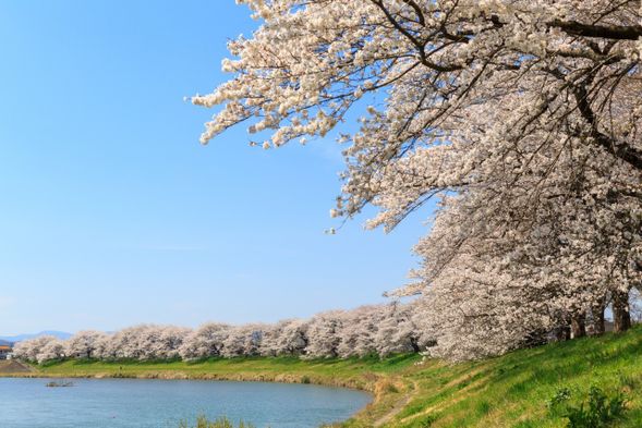 白石川堤一目千本櫻 (參觀)
白石川堤一目千本櫻是宮城縣最具代表性的賞櫻名勝之一,橫跨大河原町至柴田町,全長約8公里,擁有超過1,200株櫻花樹,形成壯觀的「櫻花隧道」。樹齡超過90年的櫻花樹,於每年4月上旬至中旬迎來盛開時期,吸引眾多遊客前來賞花。此地的特色是,可以同時欣賞到白石川的清澈河水、遠處的藏王連峰殘雪,以及盛開的粉色櫻花,交織出夢幻般的春日景色。此外,柴田千櫻橋也成為拍攝電車穿梭櫻花景象的熱點,是鐵道迷的理想賞櫻場所,無論是遠景還是近拍,都能捕捉到別具一格的美麗畫面。
