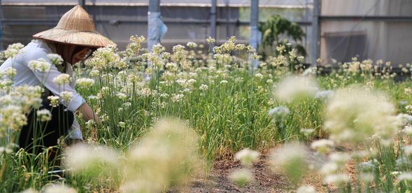 採集香草、食用花卉與當季食材(體驗時間約30分鐘)