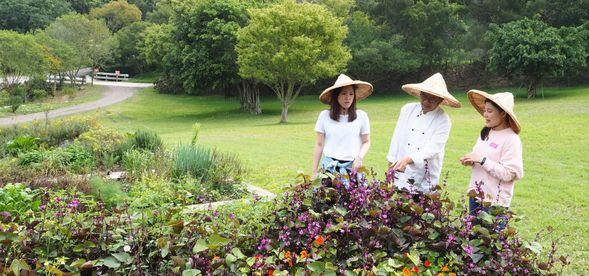 認識香草(泡雙寶香草茶)