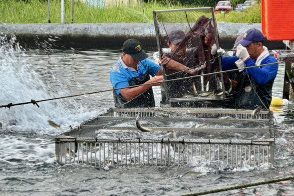 ◎6:00-6:50 香魚如何捕撈實境秀。