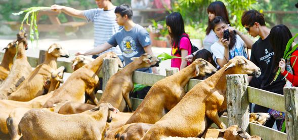 牧場巡禮(體驗擠牛奶、餵羊、喝迎賓牛奶)