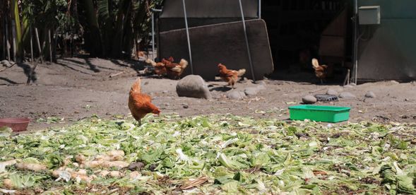 香草園雞巡禮、格外品知識分享(體驗時間約20分鐘)