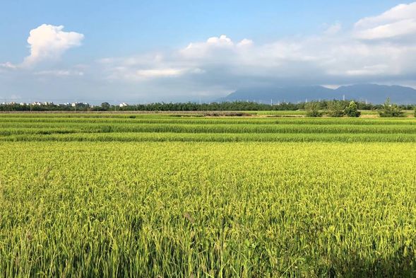 散策,陳志東作者導覽嘉南平原物產的故事