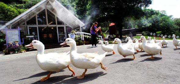 牧場自由行(自由參加9:30餵小牛喝奶和10:00鴨BB大遊行)