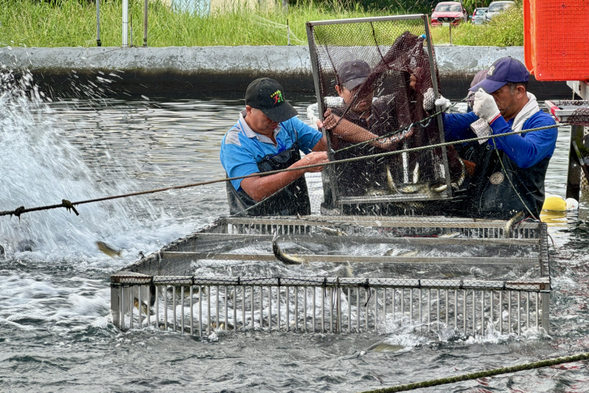 香魚如何捕撈實境秀。