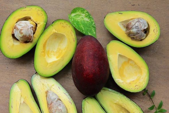 左岸幸福莊園(認識酪梨與風味)