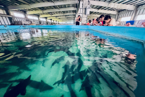 漁場養殖流程解說,介紹魚池構造、飼料、水質、監控設備、魚的作息、習性、養魚甘苦談等等,藉此初步認識台灣的水產養殖。