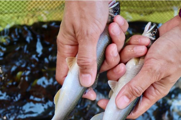 現撈香魚公母辨識、分檢、包裝(自選自包)。
