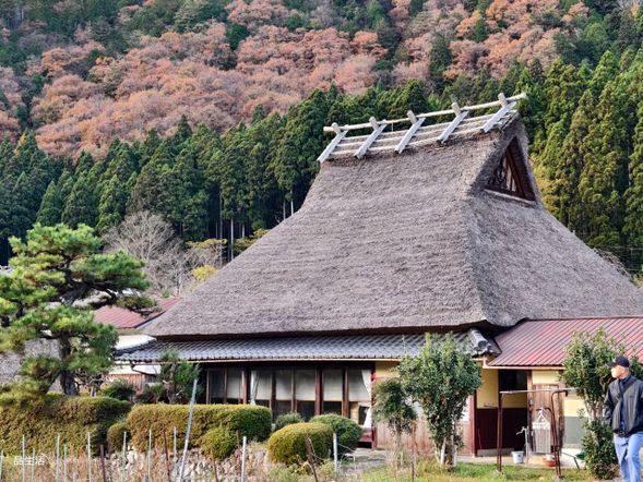 美山町,是懂得旅行的人才會選的地方。當大批遊客湧向白川鄉拍下千篇一律的合掌屋照,美山卻靜靜守著屬於「生活者」的茅草屋日常。