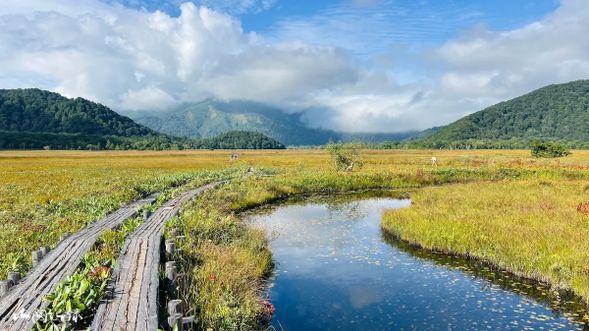 沿途我們還能見到一朵朵的「蝦夷龍膽」綻放。
蝦夷龍膽是日本高山地區的原生特有花卉,花朵呈現標誌性的深紫藍色喇叭狀,主要在夏末初秋( 9 月中旬至 10 月上旬)時開花。