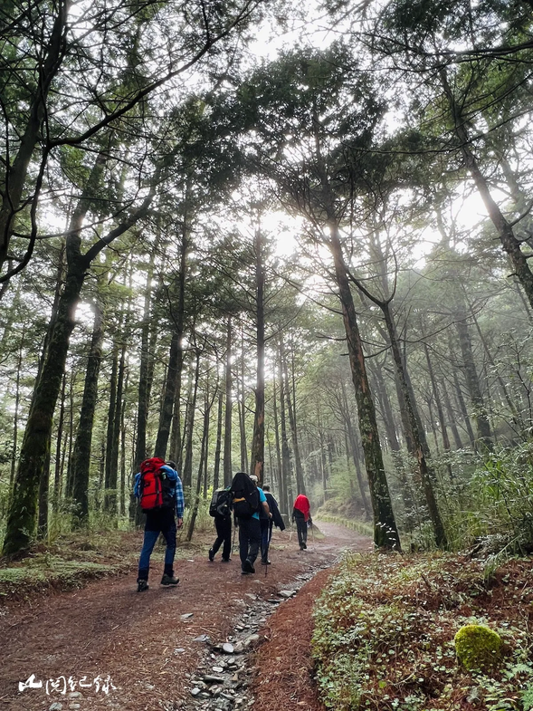 一開始,我們會在舒服的松針落葉中漫步前行,雖然偶爾因為爬坡而氣喘吁吁,但想到今天的終點是 4.3K 的向陽山屋,心情仍會忍不住愉悅起來。