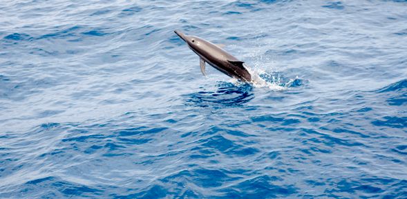 *多羅滿賞鯨|友善海洋的鯨豚邂逅*
13:30 於賞鯨集合點報到,隨即展開約2.5小時的賞鯨豚行程。多羅滿賞鯨與黑潮海洋文教基金會合作,於出航前由專業志工進行鯨豚生態講座。乘船出海後,常可見飛旋海豚、花紋海豚等在船側嬉戲。基金會也會同步進行教育與拍攝指導,是寓教於樂的深度體驗。