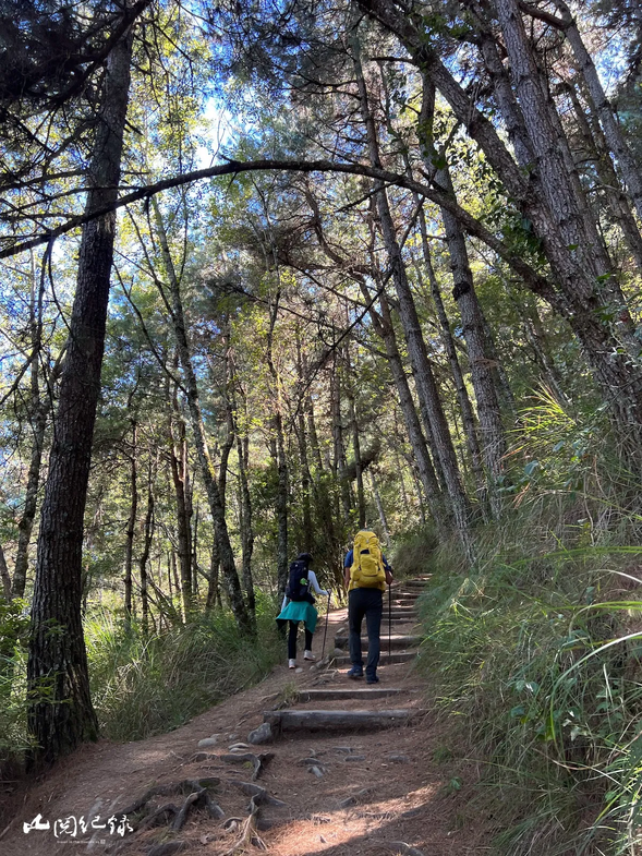 從登山口起登後,會沿著之字形的上坡慢慢行走,此時練習調整呼吸,體會第一次在高海拔環境爬山的感覺。
今日的任務只有 2 公里,可以好好享受沐浴在陽光下的愜意與舒適。