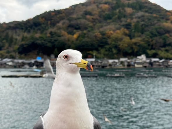 伊根賞鷗船(伊根灣遊覽船)是京都伊根町著名體驗,航程約25分鐘,沿途可近距離欣賞230多棟傳統舟屋美景,被譽為「日本威尼斯」。遊客可在甲板上餵食成群海鷗與老鷹,互動趣味十足。船班每30分鐘一班,設施完善,適合全家同遊。