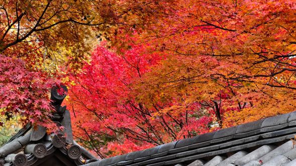 東福寺創建於1236年,是臨濟宗東福寺派大本山,也是京都五山第四位的禪寺。寺名取自奈良東大寺與興福寺,象徵規模與氣勢。寺內擁有壯觀的三門、偃月橋、通天橋、臥雲橋等名勝,庭園設計精緻,尤其秋天時楓葉遍布,景色絕美。寺院歷史悠久,融合天台、真言、禪三宗,後專修禪宗,現存多座中世建築。東福寺不僅是賞楓名所,也是體驗京都禪意與歷史文化的代表性景點。