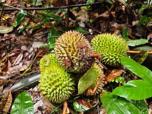 水果之王,濃烈氣味與綿密口感的南洋鮮味(需視產季提供)