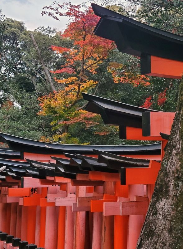 千本鳥居的靈性通道:伏見稻荷是全日本稻荷神社的總本社,祭祀掌管五穀豐收與商業興旺的稻荷神。最著名的莫過於「千本鳥居」──無數朱紅鳥居從山腳延伸至山巔,宛如通往神界的道路,視覺震撼而神聖莊嚴。漫步其中,每一步都是對心願的祈禱,也是一場靈性與自然的交會。伏見稻荷不只是觀光熱點,更是充滿信仰能量與旅人記憶的象徵地標。