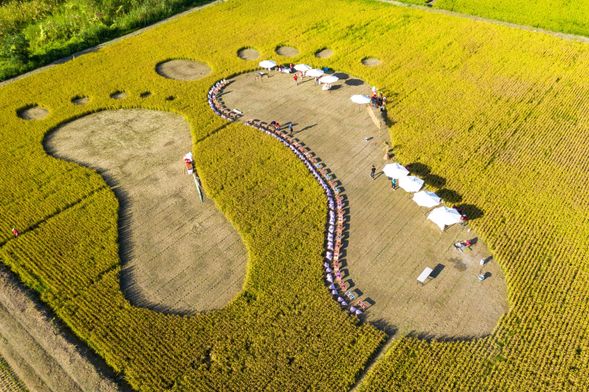 織羅部落的稻田餐桌是一場融合自然、文化、美食的戶外饗宴,讓旅客能夠在開闊的金黃稻浪之間,品味當地阿美族的獨特風味料理。這不僅是一頓餐點,更是一場沈浸式的 田園生活體驗,透過味覺、視覺與文化交流,深入感受部落的純樸與溫暖。