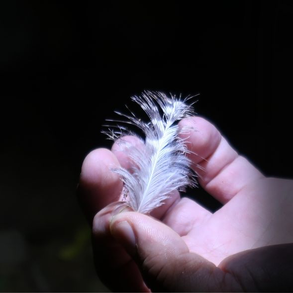 撿拾老鷹羽毛,勾勒一齣自然事件