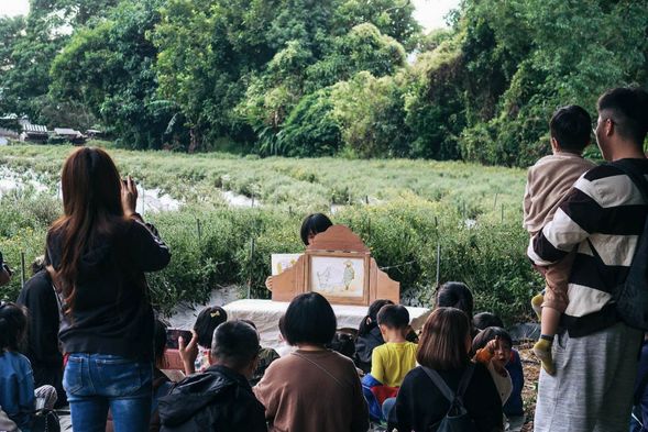 花田邊說故事,認識杭菊的一生