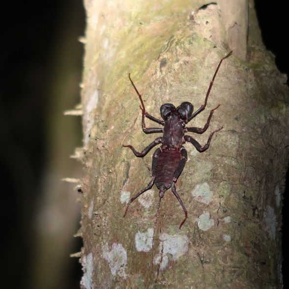 聞聞看,森林的醋酸滋味