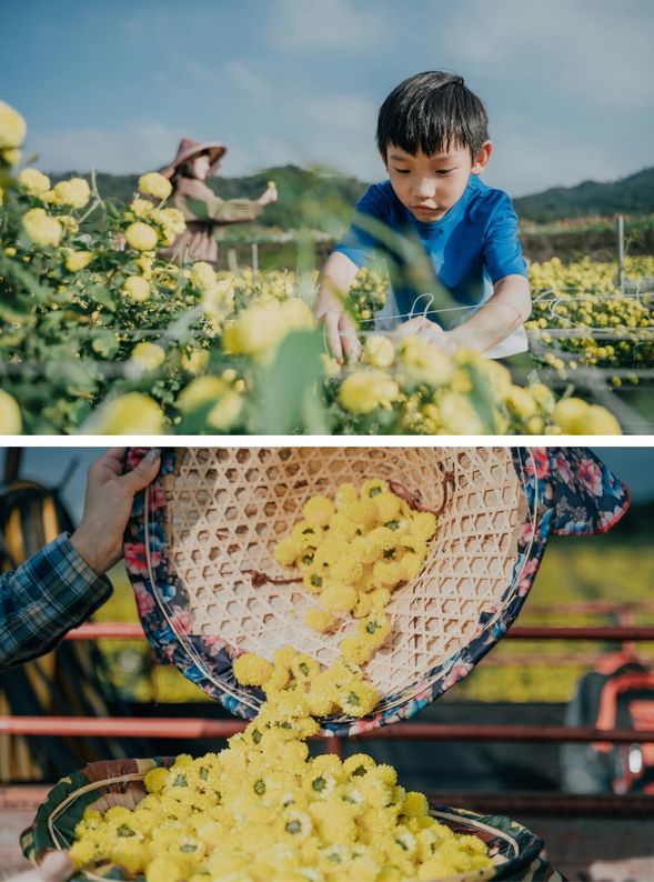 巡水幫農,下田採菊花