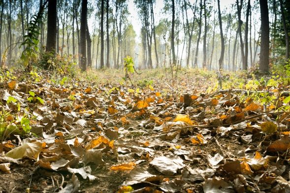 腳踩過枯葉的沙沙聲