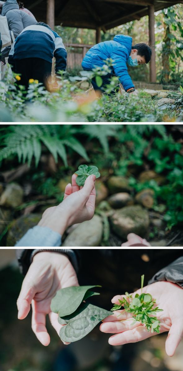 認識里山植物素材