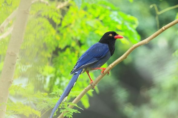 美麗的藍鵲又是怎樣歌唱的?