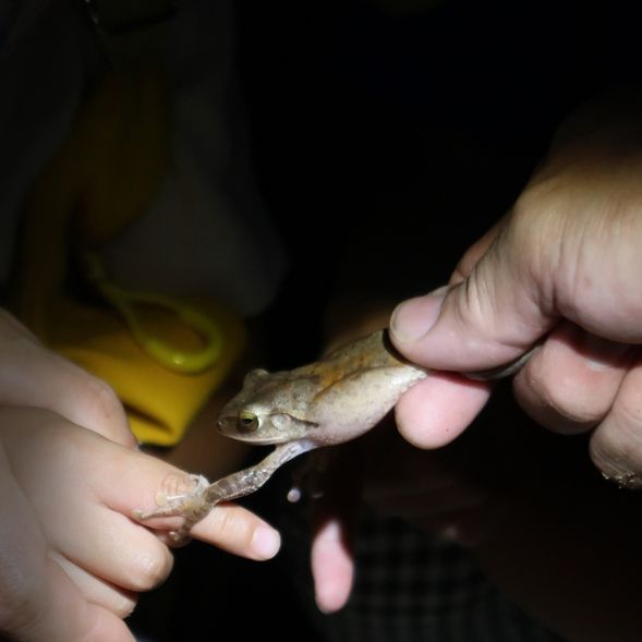 摸摸看,濕濕涼涼的樹蛙吸盤