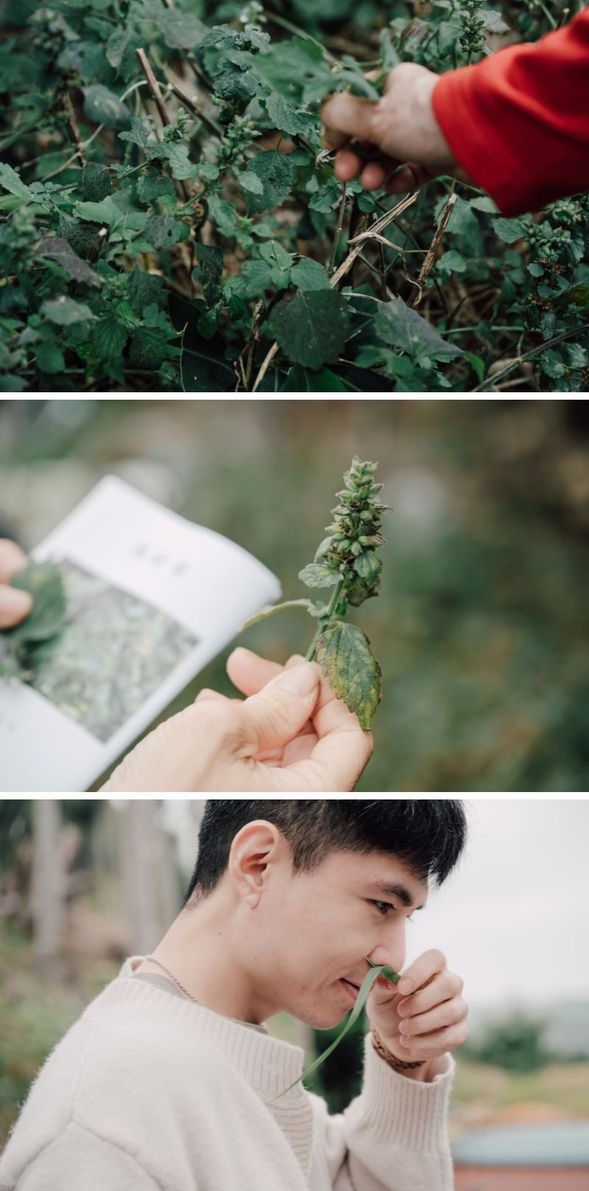 來去菜園中尋寶吧!